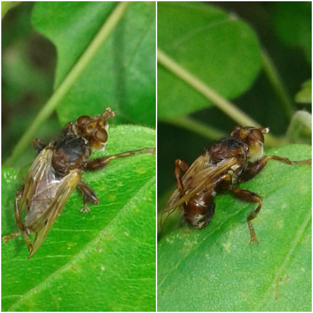Myopa sp. (Conopidae)?  S